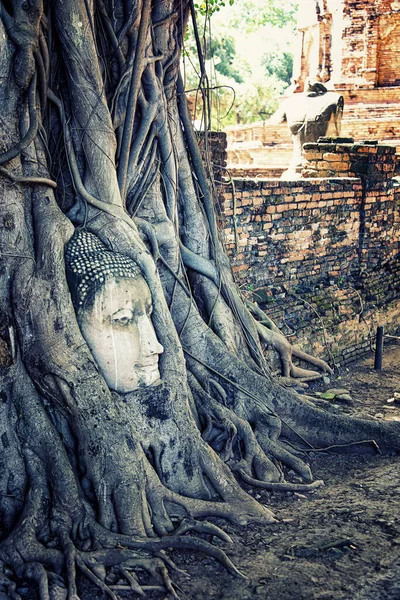 Budda Głowa Świątyni Wat Mahathat Ayutthaya — Zdjęcie stockowe