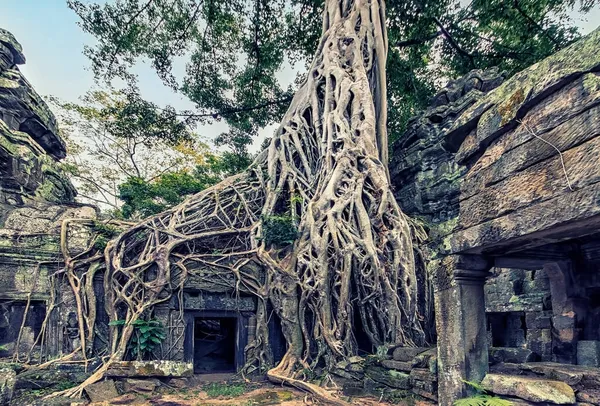 Chrám Prohm Komplexu Angkor Kambodža — Stock fotografie