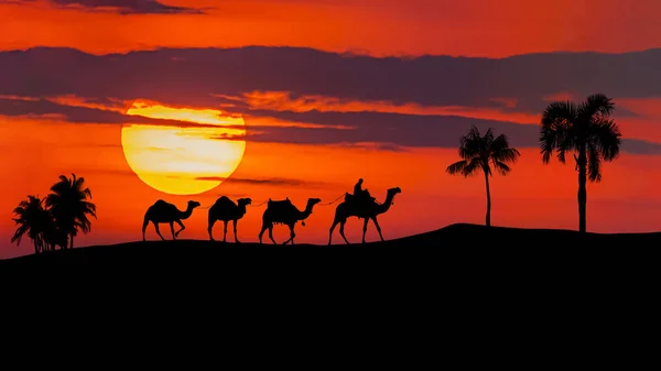 Camel Caravane Déplaçant Dans Désert Sahara Coucher Soleil — Photo