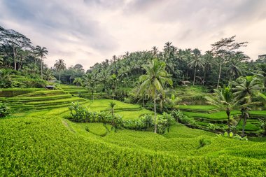 Ubud, Bali, Endonezya 'da Tegallalang pirinç terası