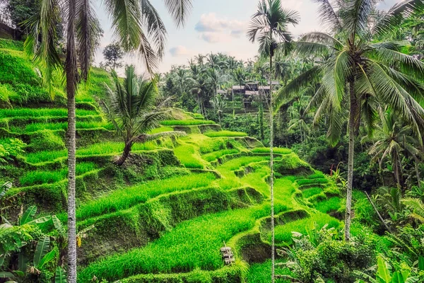 Tegallalang Ρυζιού Βεράντα Στο Ubud Μπαλί Ινδονησία — Φωτογραφία Αρχείου