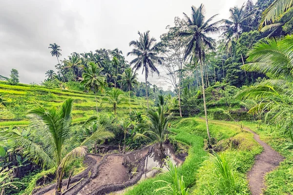 印度尼西亚巴厘Ubud的Tegallalang水稻梯田 — 图库照片