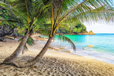 Phuket, Tayland 'da Muz Sahili