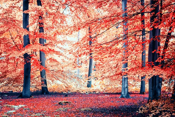 Höstvibbar Holländsk Skog — Stockfoto