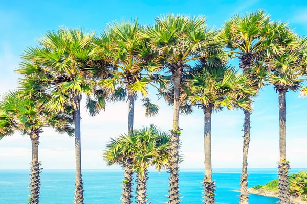 Tropik Sahilde Palmiye Ağaçları — Stok fotoğraf