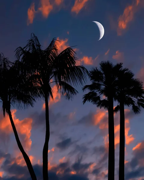 Palm Trees Tropical Night — Stock Photo, Image