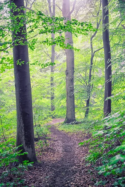 Path Dutch Forest — Zdjęcie stockowe