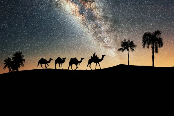 Camel Caravan Moving Sahara Desert Night — Stock Photo, Image