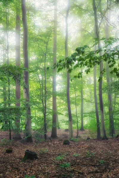 Ein Morgen Einem Holländischen Wald — Stockfoto