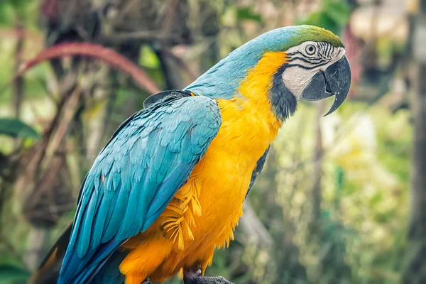 Blue Yellow Macaw Sitting Branch Ara Ararauna Exotic Bird —  Fotos de Stock