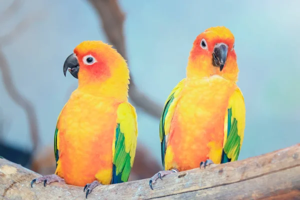 Güzel Güneş Conure Papağanı Tünekte — Stok fotoğraf