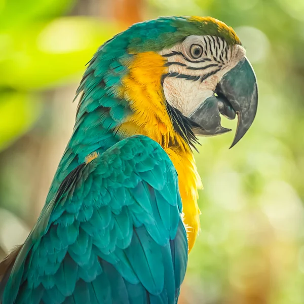 坐在树枝上的蓝黄相间的金刚鹦鹉 Ara Ararauna 异国鸟 — 图库照片