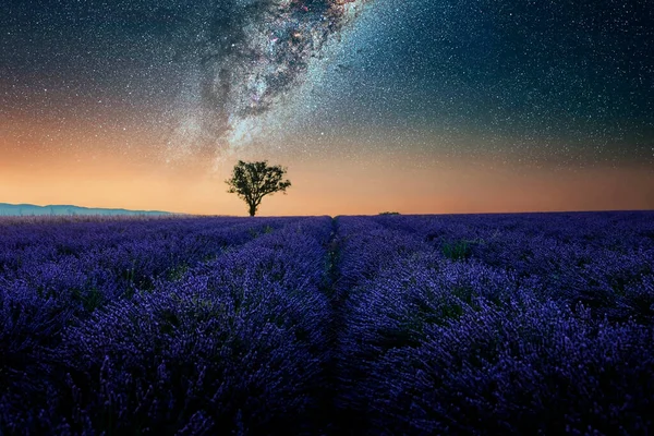 Lavender Field Provence France — Stock Photo, Image