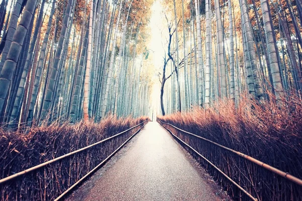 Arashiyama Bambuswald Kyoto Japan — Stockfoto
