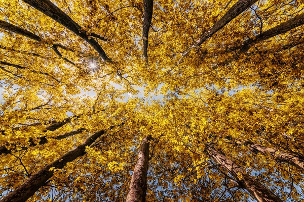 Κοίτα Στο Δάσος Φθινόπωρο — Φωτογραφία Αρχείου
