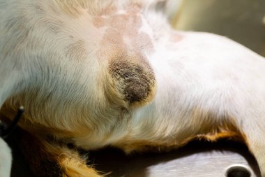 Bir veteriner cerrahın köpek hadım etme resmi.