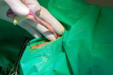 Bir veteriner cerrahın köpek hadım etme resmi.