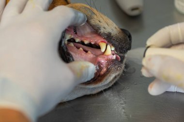 Veteriner köpeğin dişindeki diş plağını çıkarıyor..