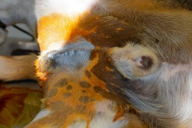 Bir veteriner cerrahın köpek hadım etme resmi.