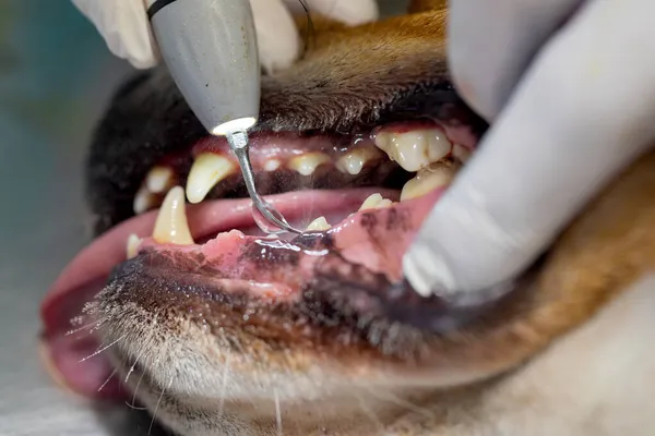 Veterinário Removendo Placa Dental Dos Dentes Cão — Fotografia de Stock