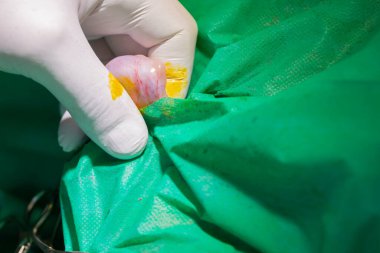 Bir veteriner cerrahın köpek hadım etme resmi.