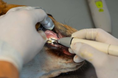 Veteriner köpeğin dişindeki diş plağını çıkarıyor..