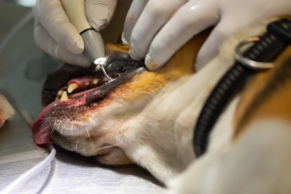 Veterinário Removendo Placa Dental Dos Dentes Cão — Fotografia de Stock