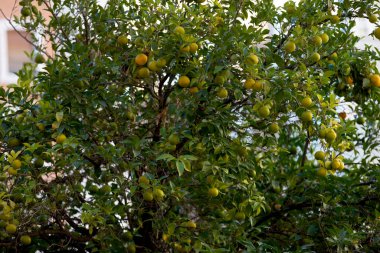 İspanya, Valencia 'da bir osage portakal ağacının resmi