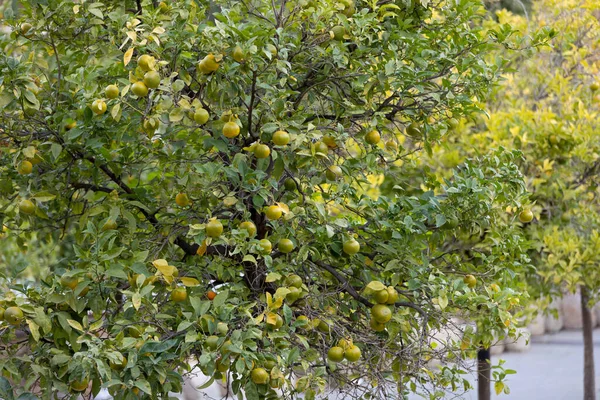 Bild Eines Osage Orangenbaums Valencia Spanien — Stockfoto