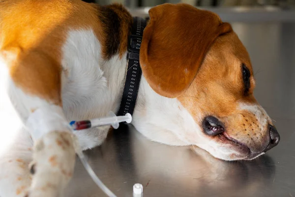 Närbild Hund Med Intravenös Infusion — Stockfoto