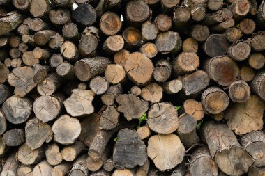 arka bahçede yarma odun 