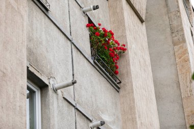 Şehir penceresi güzel kırmızı sardunya çiçekleriyle süslenmiş.