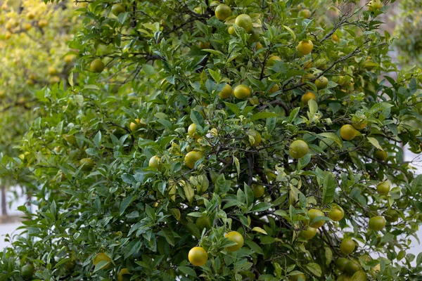 Foto Uma Laranjeira Osage Valência Espanha — Fotografia de Stock