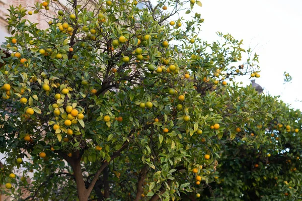 Foto Uma Laranjeira Osage Valência Espanha — Fotografia de Stock