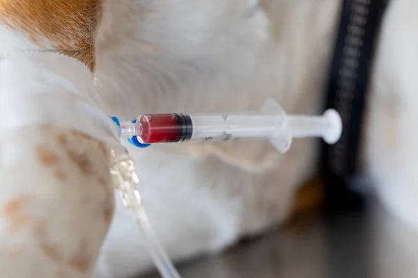 Imagem Perto Cão Com Infusão Intravenosa — Fotografia de Stock