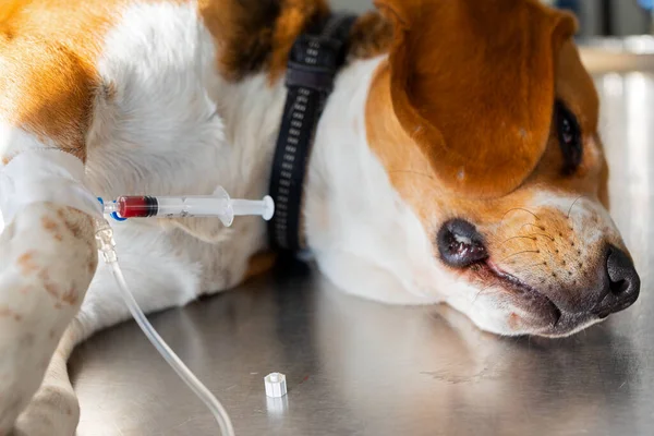 Imagen Cerca Perro Con Perfusión Intravenosa — Foto de Stock