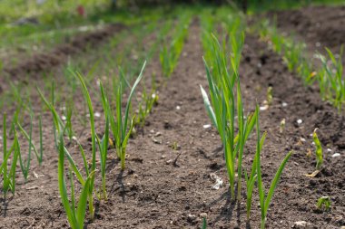 Genç yeşil mısır tarlası güneşli yaz günü 