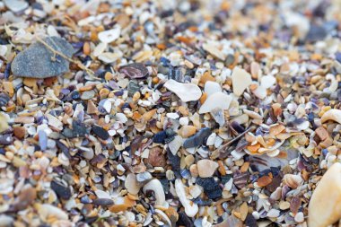 Kumsaldaki deniz kabuğunun yakın plan resmini çek.