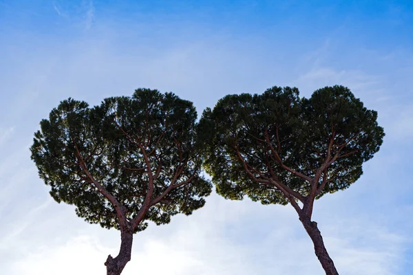 Форма Сердца Старого Большого Дерева Голубой Фон Неба — стоковое фото