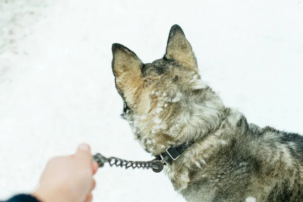 Main Féminine Tenant Une Laisse Tirée Pour Chien — Photo