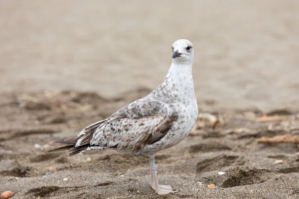 Photo Panoramique Une Mouette Debout Bord Mer — Photo