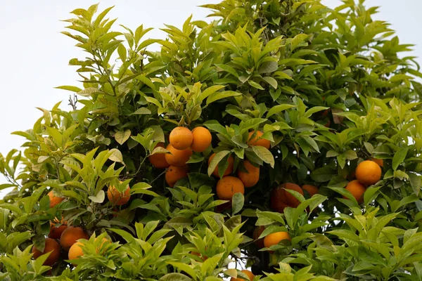Спелые Апельсины Висят Дереве Испании — стоковое фото