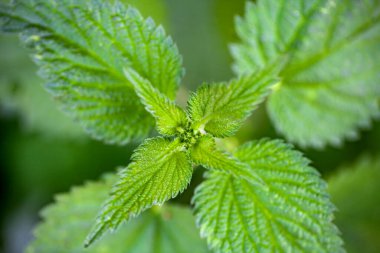 Makro fotoğraf yeşil ısırgan yaprakları