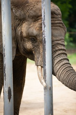 Hayvanat bahçesindeki yalnız bir fil resmi.