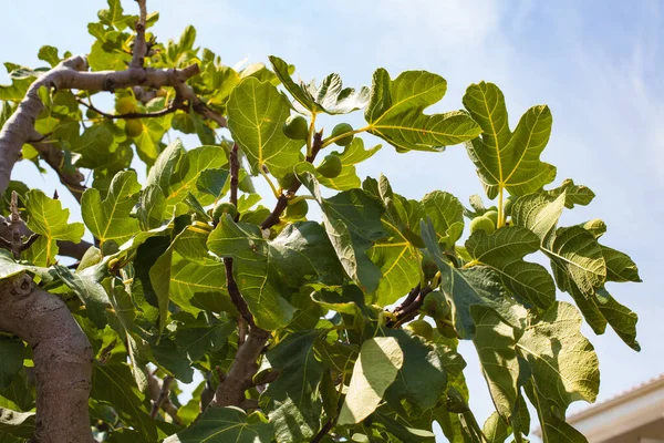 Fig Tree Green Figs Croatia — Fotografia de Stock