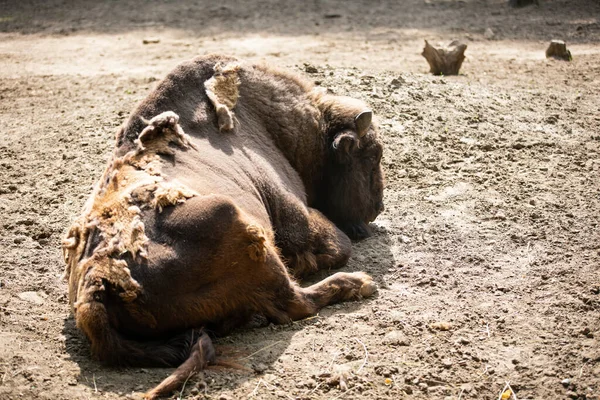 Brown Bisons Relaxing Nyiregyhaza Zoo Стоковое Фото