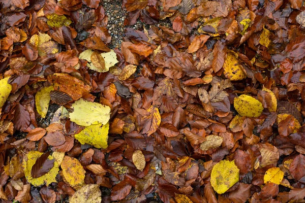 Картина Цветных Осенних Листьев — стоковое фото