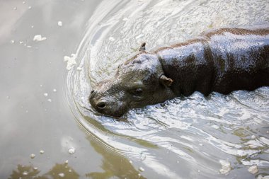 Pygmy hippopotamus swimming in a dirty water