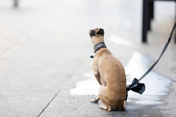 店の前に座って散歩に行きたい犬 ストックフォト