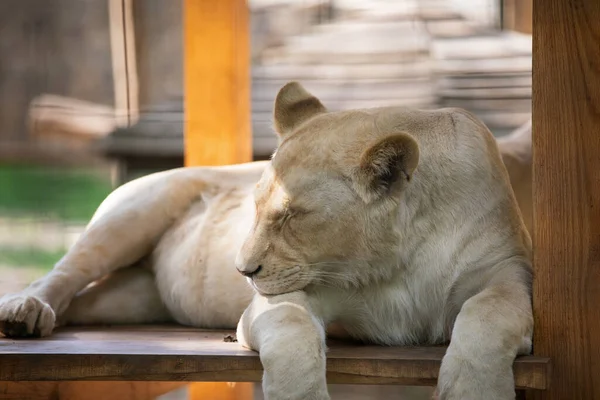 Picture Sleeping Female Lion Royalty Free Stock Photos